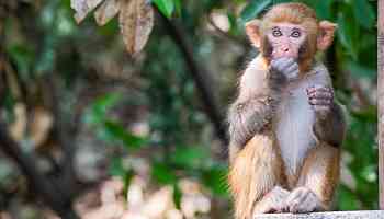 South Carolina Residents Told to Secure Their Homes After 43 Monkeys Escape Lab