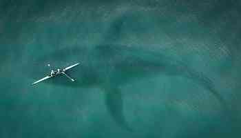 Fact Check: 65-Foot 'Kodiak Sharks' Weren't Discovered in Lake Michigan