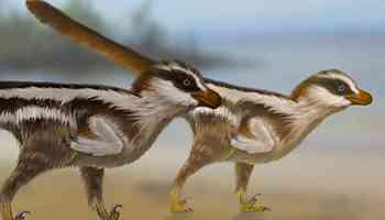 Preserved tracks suggest non-avian dinosaurs used their wings to run