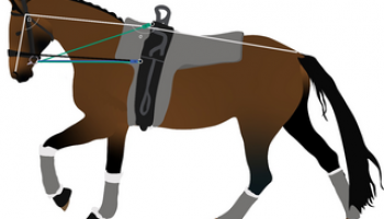 Rein tensions and behaviour with five rein types in international-level vaulting horses