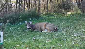 Deer in distress in Kenora, Ont., sparks calls from resident for more wildlife support