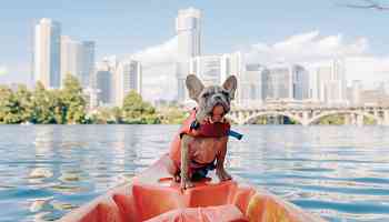 The 6 Best Dog-Friendly Destinations in the U.S.