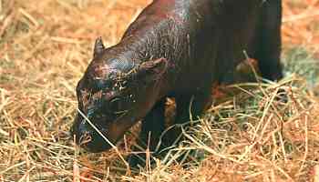 Moo-ve over Moo Deng: New baby hippo 'Haggis' challenges for the cuteness crown