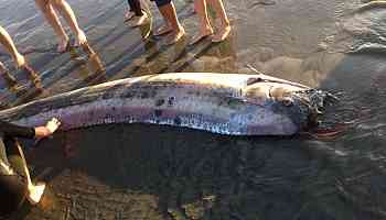 A mythical harbinger of doom washes up on a California beach