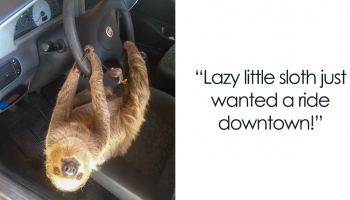 A Driver In Brazil Shares A Video About Hilarious Encounter With A Wild Sloth