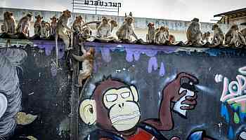 Law and disorder as police station comes under monkey attack...