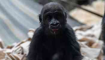 2-year-old gorilla Eyare died after hydraulic door mistakenly activated, Calgary zoo confirms