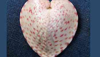 Heart-Shaped Clams Channel Sunlight Using Fiber Optic-Like Structures, Says Study