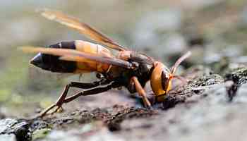 A giant hornet from Asia has appeared in Europe for the first time