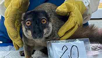 Thailand to return nearly 1,000 trafficked lemurs, tortoises to Madagascar