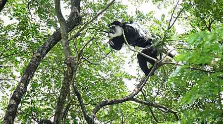 African monkey escapes from Mandai zoo, gets caught 6 months later