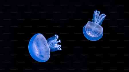 Comb Jellies Exhibit Rare Ability to Revert from Adult to Juvenile Form