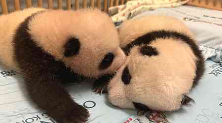 Ocean Park to livestream twin panda cubs from Nov 23