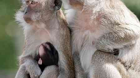  Police Searching for 40 Monkeys That Escaped South Carolina Facility 