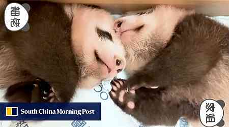 Panda Watch: Hong Kong cubs near 3-month mark, entering exciting and playful phase