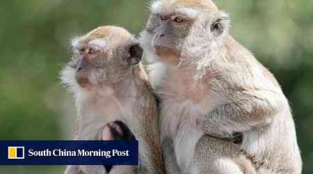 US town on alert after 43 monkeys escape Alpha Genesis research facility