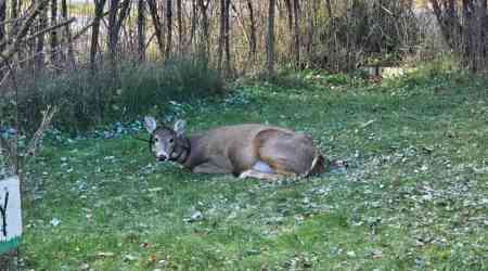 Deer in distress in Kenora, Ont., sparks calls from resident for more wildlife support