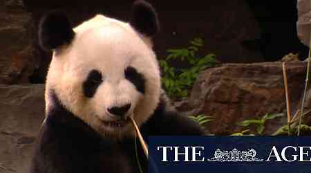 Adelaide bids emotional farewell to beloved pandas