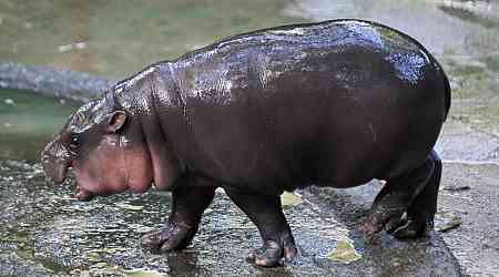 Viral baby pygmy hippo Moo Deng releases official single in four languages