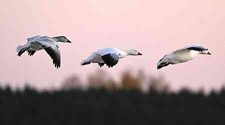 B.C.'s chief vet tells clinics to set up bird flu protocols amid human exposure risk