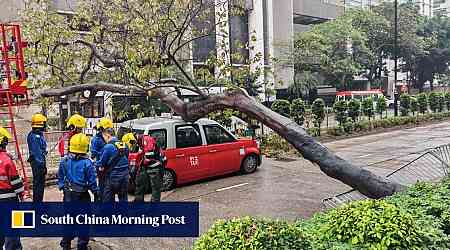 10-metre tree falls onto 3 vehicles on busy Hong Kong road, disrupting traffic for 3 hours