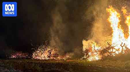 Farmers burn thousands of avocado trees amid grower exodus in Far North Qld