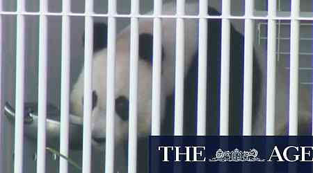 Pandas leave Adelaide for journey back home to China