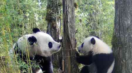 'Improve grazing practices to save giant wild pandas'