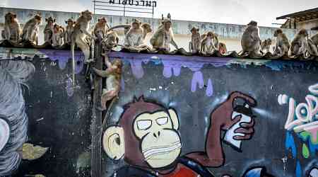 Law and disorder as police station comes under monkey attack...