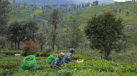 In southern India's tea country, small but mighty efforts are brewing to bring back native forests