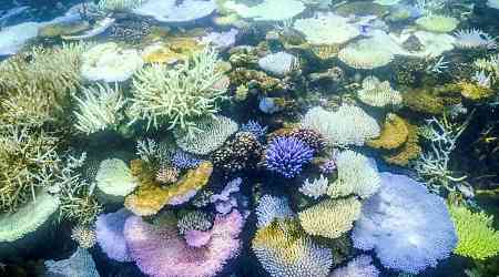 Parts of Great Barrier Reef record highest coral deaths due to heat, storms