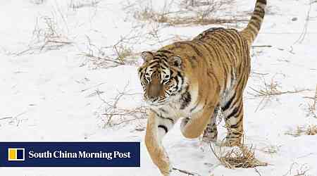 Chinese authorities on the hunt for Siberian tiger after it bites villager in Heilongjiang