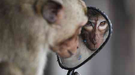 No more monkey mania as Thai city clamps down