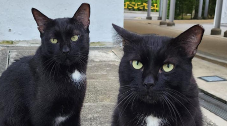 Cat siblings allegedly die days apart in traffic accidents at the same spot in Marine Parade, residents looking for witnesses