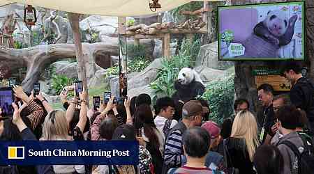 Pork knuckles, red eggs party: Hong Kong giant panda cubs turn 100 days old