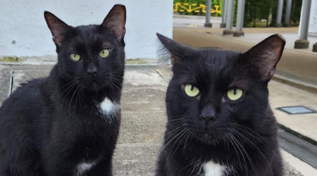 2 cats allegedly die days apart in traffic accidents at the same spot in Marine Parade, residents looking for witnesses