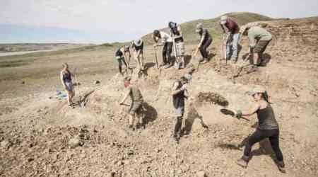 Paleontologists discover Sask.'s 1st fossil specimens of horned centrosaurus