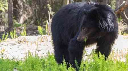 Bear killed after attacking man walking with dog on Metro Vancouver trail