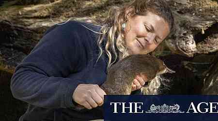 Christmas comes early for platypus rescued from remote country road