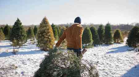 The 15 States That Produce the Most Christmas Trees