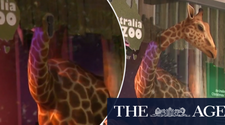 Giraffe head attached to Myer's annual Christmas windows vandalised