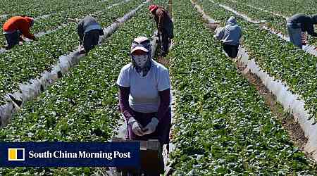 US farm groups urge Trump to spare workers from deportation fearing food supply disruption