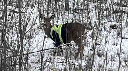 Sightings of deer wearing high-vis jacket raise questions, quips and concerns in B.C. village