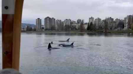 Mother orca with 3 offpsring in Vancouver's False Creek a sign of recovery: researcher