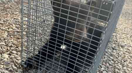 Bear cub snatched from a tree to pose for photos is free at last, and doing well