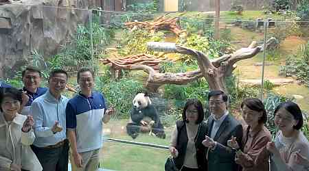 Pandas gifted by Beijing to make public debut on Dec 8