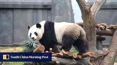 Giant pandas gifted to Hong Kong by Beijing to meet the public on December 8, John Lee says