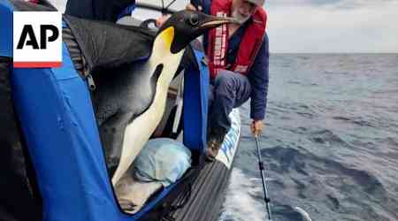 Lost Emperor Penguin Who Washed Up in Australia Returns Home