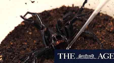 Sydneysiders warned that funnel-web spiders are bound to pop up