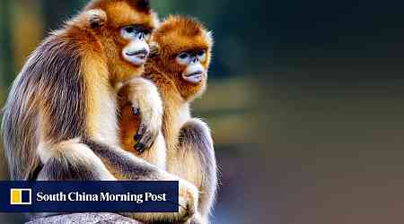 Chinese golden monkeys to head to France on 10-year goodwill conservation mission